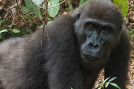 Adult Male Gorillas Call More During Feeding Than Females, Juveniles 